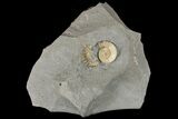 Ammonite (Promicroceras) Fossil - Lyme Regis #166641-1